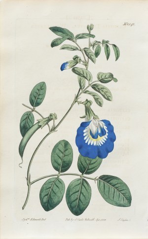 Sydenham Teast Edwards (1768-1819), Klitoria, z: Curtis's Botanical Magazine, wyd. Samuel Curtis, Walworth, Anglia, 1813 r.