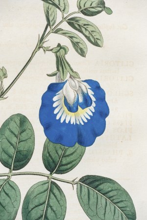 Sydenham Teast Edwards (1768-1819), Klitoria, z: Curtis's Botanical Magazine, wyd. Samuel Curtis, Walworth, Anglia, 1813 r.