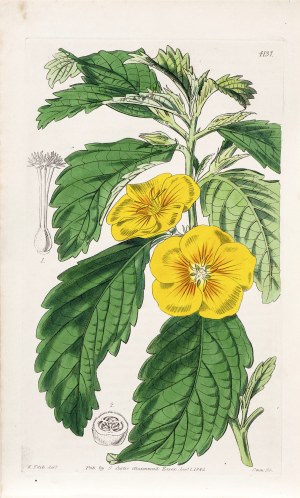 Joseph Swan (1796-1872), Damiana, z: Curtis's Botanical Magazine, wyd. Samuel Curtis, Glazenwood, Anglia, 1845 r.