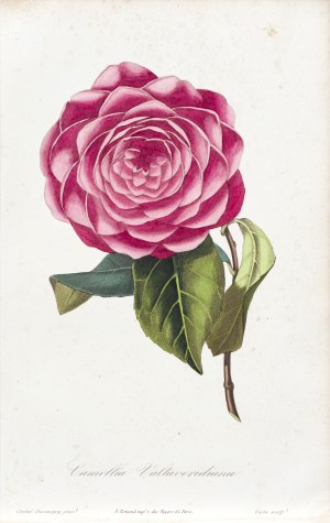 François Hérincq (1820-1891), Pierre-Adrien Chabal-Dussurgey (1819-1902), Kamelia, z: L'Horticulteur français, wyd. Remond, Paryż, 1852 r.