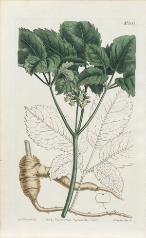 Sydenham Teast Edwards (1768-1819), Żeń-szeń amerykański, z: Curtis's Botanical Magazine, wyd. T. Curtis, St. Geo. Crescent, Anglia, 1810 r.