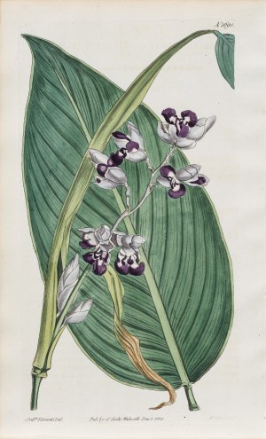 Sydenham Teast Edwards (1768-1819), Thalia Dealbata, z: Curtis's Botanical Magazine, wyd. Samuel Curtis, Walworth, Anglia, 1814 r.