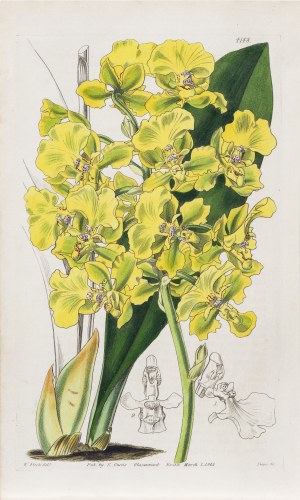 Joseph Swan (1796-1872), Storczyk Trichocentrum bicallosum, z: Curtis's Botanical Magazine, wyd. Samuel Curtis, Glazenwood, Anglia, 1845 r.