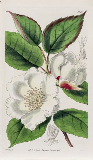 Joseph Swan (1796-1872), Stewarcja, z: Curtis's Botanical Magazine, wyd. Samuel Curtis, Glazenwood, Anglia, 1842 r.