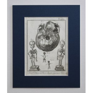 Benard, Robert, Anatomie, tête du squelette et certains fœtus, Genève, 1779 – Encyclopédie de Denis Diderot