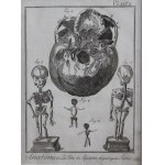 Benard, Robert, Anatomie, tête du squelette et certains fœtus, Genève, 1779 – Encyclopédie de Denis Diderot