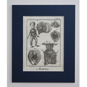 Benard, Robert, anatomy, gynecology, Geneva, 1779 — Denis Diderot's Encyclopedia