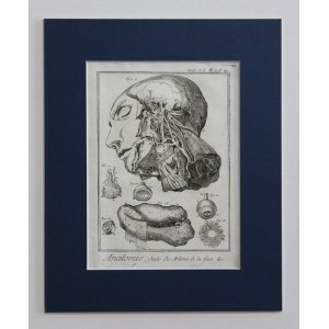 Benard, Robert, « Le système vasculaire », Anatomie de la tête et du cou, Genève, 1779 – Encyclopédie de Denis Diderot
