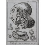 Benard, Robert, « Le système vasculaire », Anatomie de la tête et du cou, Genève, 1779 – Encyclopédie de Denis Diderot