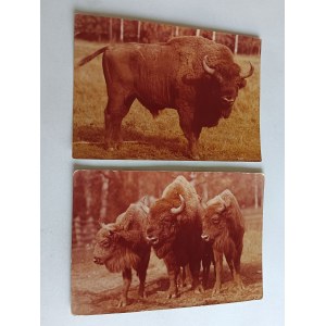 SET OF 2 POSTCARDS BIALOWIEZA NATIONAL PARK BISON BISON