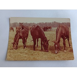OCHABY HORSES ANGLO-ARABIAN MARES DALKA AND WEZERA