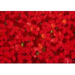 Joanna Mieszko, Maki (No. XVIII-528-1187), 2025