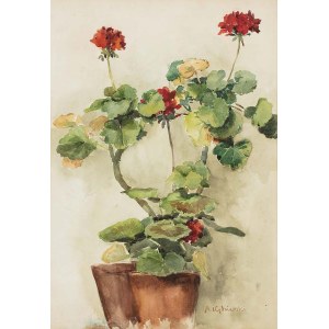 Apolonius Kedzierski (1861-1939), Pelargoniums
