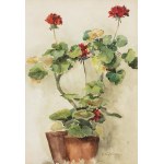 Apoloniusz Kędzierski (1861-1939), Pelargonie