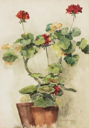 Apoloniusz Kędzierski (1861-1939), Pelargonie