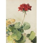 Apolonius Kedzierski (1861-1939), Pelargoniums