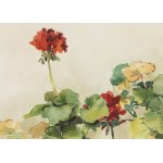Apolonius Kedzierski (1861-1939), Pelargoniums