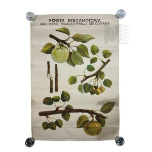 PRL/III RP - Poster Bergamot Reneta as a Result of Vegetative Crossbreeding (Szczepan Pieniążek, graphic designer Alexander Kruszewki) &amp; Board of the Academy of Fine Arts Department of Industrial Design