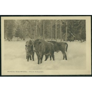 1 BIAŁOWIESKA PUSH - Three Budrys, sepia st., ca. 1930.