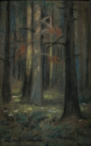 Otto Müller-Hartau, Las świerkowy w słońcu