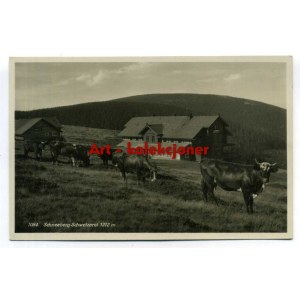 Snieznik - Schneeberg - Shelter