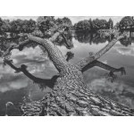 Wojciech Domagała, "Tree"