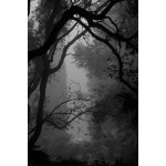 Maciej Plewinski, "MIRAMARE IV."