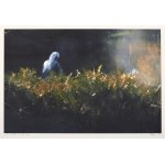 Tom Sikora, "Images Rediscovered," 2022