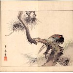 Pheasant on a pine branch