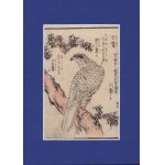 Bird of prey on a branch - from the series "Birds"