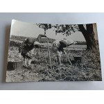 PHOTO COUNTRYSIDE AGRICULTURE DIGGING