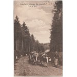 LUBOMIERZ (p. Lviv Slaski). Partie im Wald