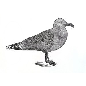 Patrycja Godula, Larus marinus