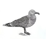 Patrycja Godula, Larus marinus