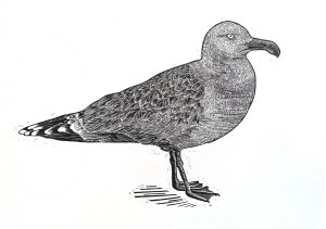 Patrycja Godula, Larus marinus