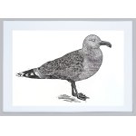 Patrycja Godula, Larus marinus