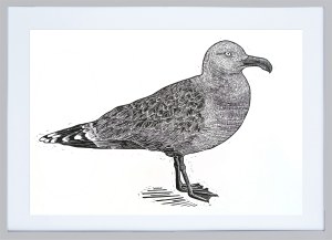 Patrycja Godula, Larus marinus