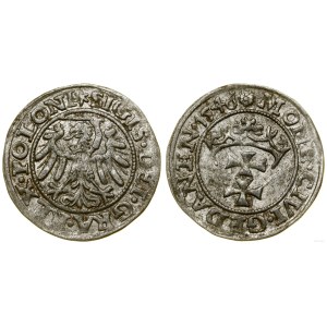 Polska, szeląg, 1546, Gdańsk
