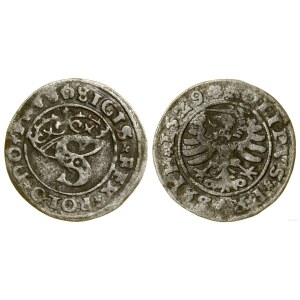 Poland, sheląg, 1529, Toruń