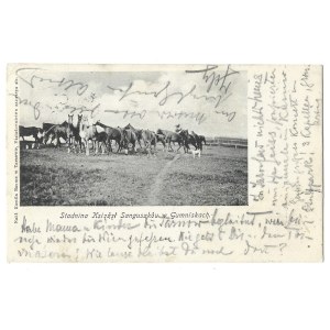 [GUMNISKA]. The stud farm of the Sanguszko Princes in Gumniska. 1905.