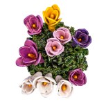 Beata Szustkiewicz, Small Crocuses I, 2026