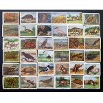 Set of 88 collector cards [birds, mammals, reptiles, fish]. Cracow [II RP].