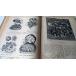 Rivista di Giardinaggio / IX anno / 1926 / m.
