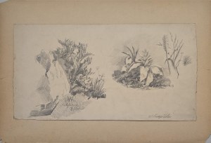 Walerian Kryciński (1852-1929), Na rybkach - studium roślin / scena rodzajowa