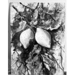 ANONIMO, Still Life (lemons)
