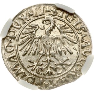Litauen Polgrosz 1548 Vilnius NGC MS 62