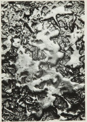 Bronisław Schlabs (1920 Poznań - 2009 Poznań), Fotogram, lata 50. XX w.