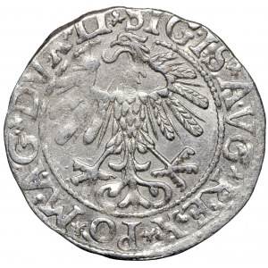 Zygmunt August, półgrosz 1558 LITV/LI Wilno