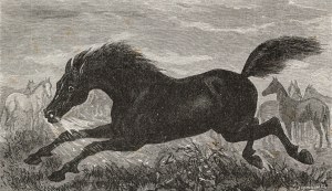 Juliusz KOSSAK (1824-1899), Duma stadniny