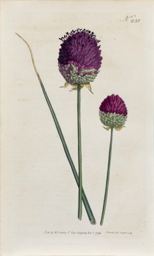 Sydenham Teast Edwards (1768-1819), Czosnek główkowaty, z: Curtis's Botanical Magazine, wyd. William Curtis, St. Geo. Crescent, Anglia, 1794 r.